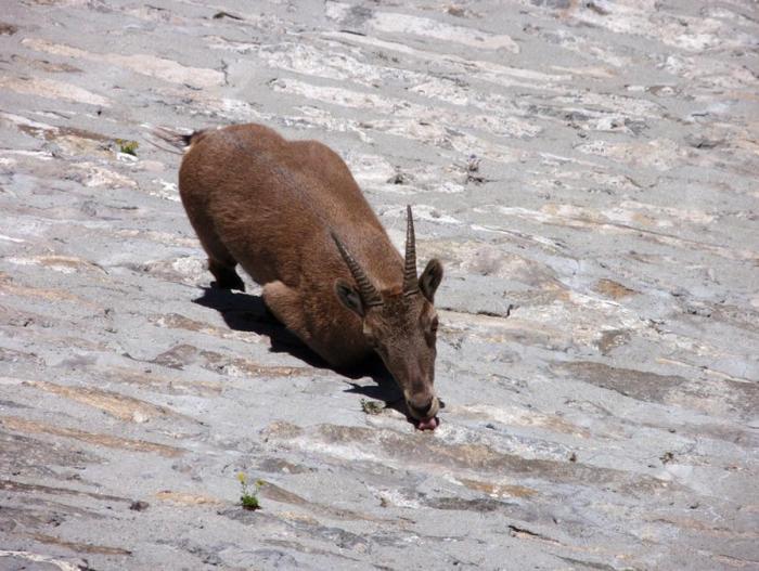 Горный козел