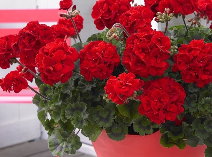 Уход за пеларгонией