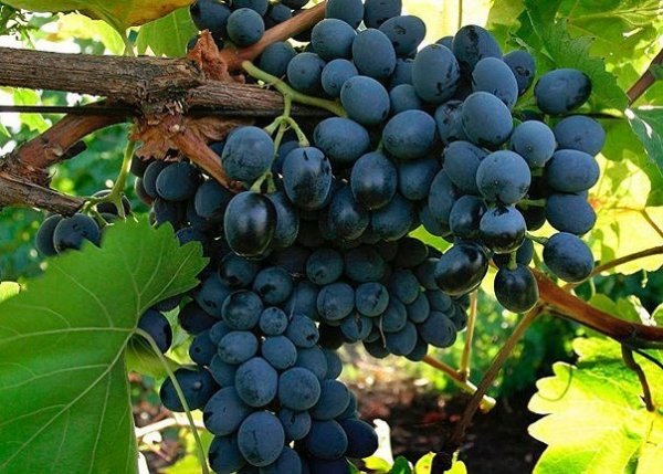 3 способа ускорить плодоношение винограда