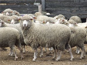 Характерные особенности овец романовской породы