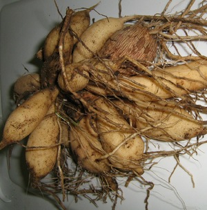 Хранить георгины