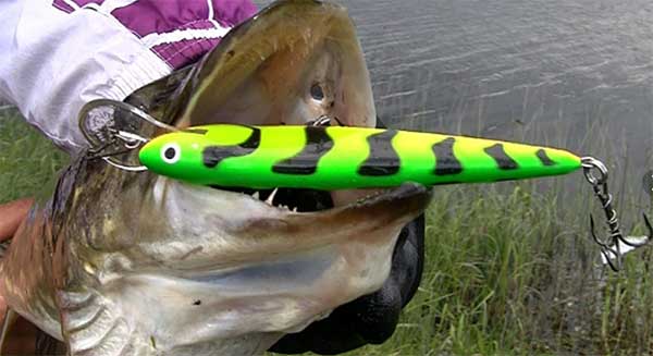 Виброхвост на щуку - как выбрать и применить