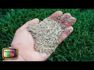 Как выбрать семена травы