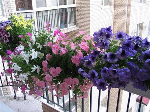 Как ухаживать за цветами на балконе?