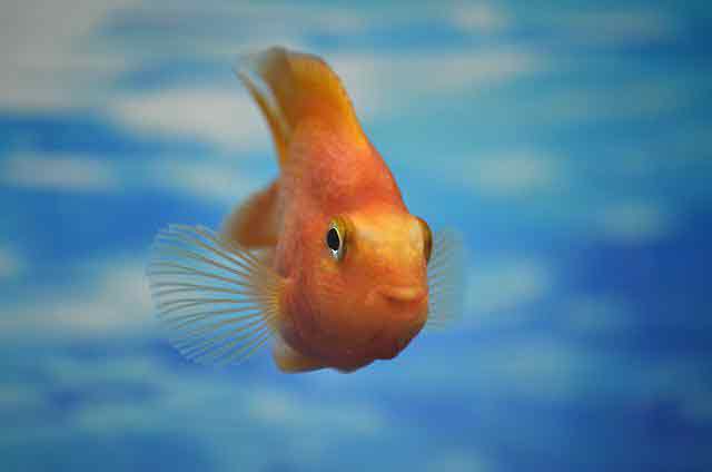 Какой должна быть температура воды у золотой рыбки?