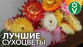 Цветы для сухих букетов | Что сеять и как сушить?