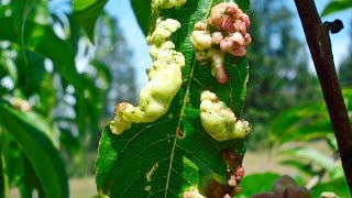 Курчавость листьев персика - симптомы и лечение