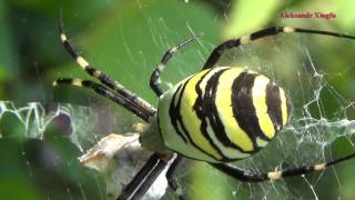 Садовые пауки | Какие виды наиболее распространены? Стоит ли от них избавляться?