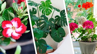 Различные виды удобрений для комнатных растений