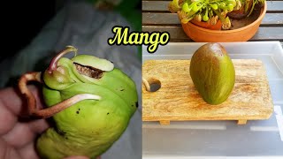Выращивание манго из косточки - шаг за шагом | Руководство
