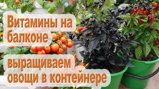 ТОП-10 лучших овощей для выращивания в горшке
