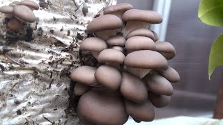 Как начать выращивать собственные съедобные грибы