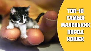 Мелкие породы кошек - ТОП 5. Встречайте карманных котят